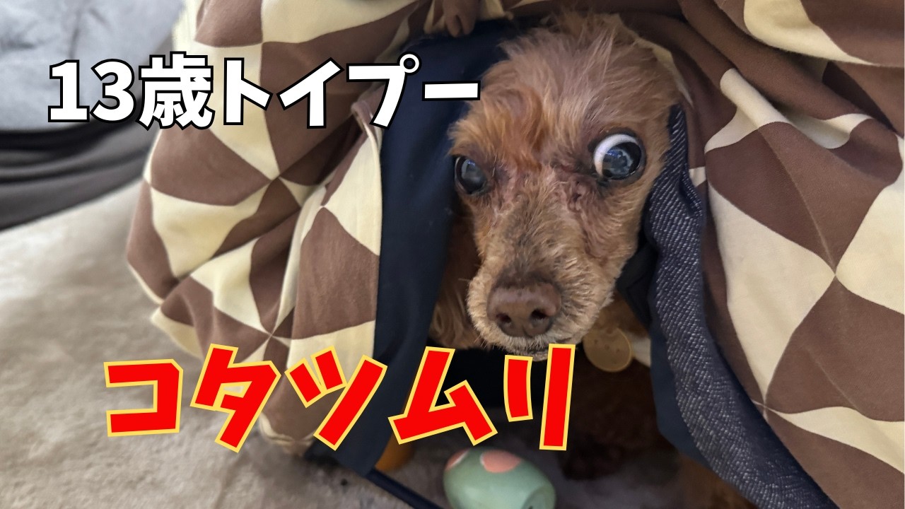 13歳トイプーがこたつの中に隠れてコタツムリしてました【シニア犬】