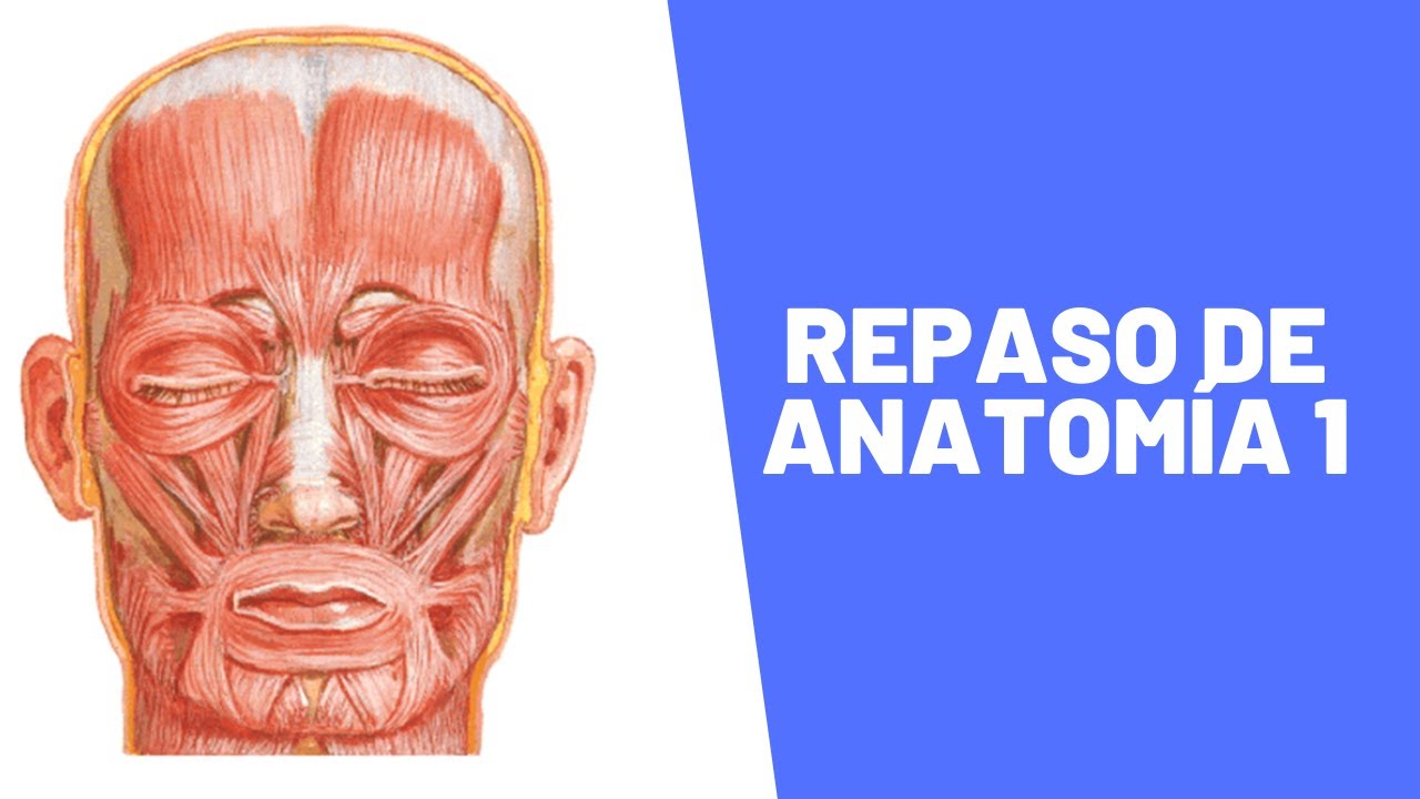 Repaso de Anatomía I