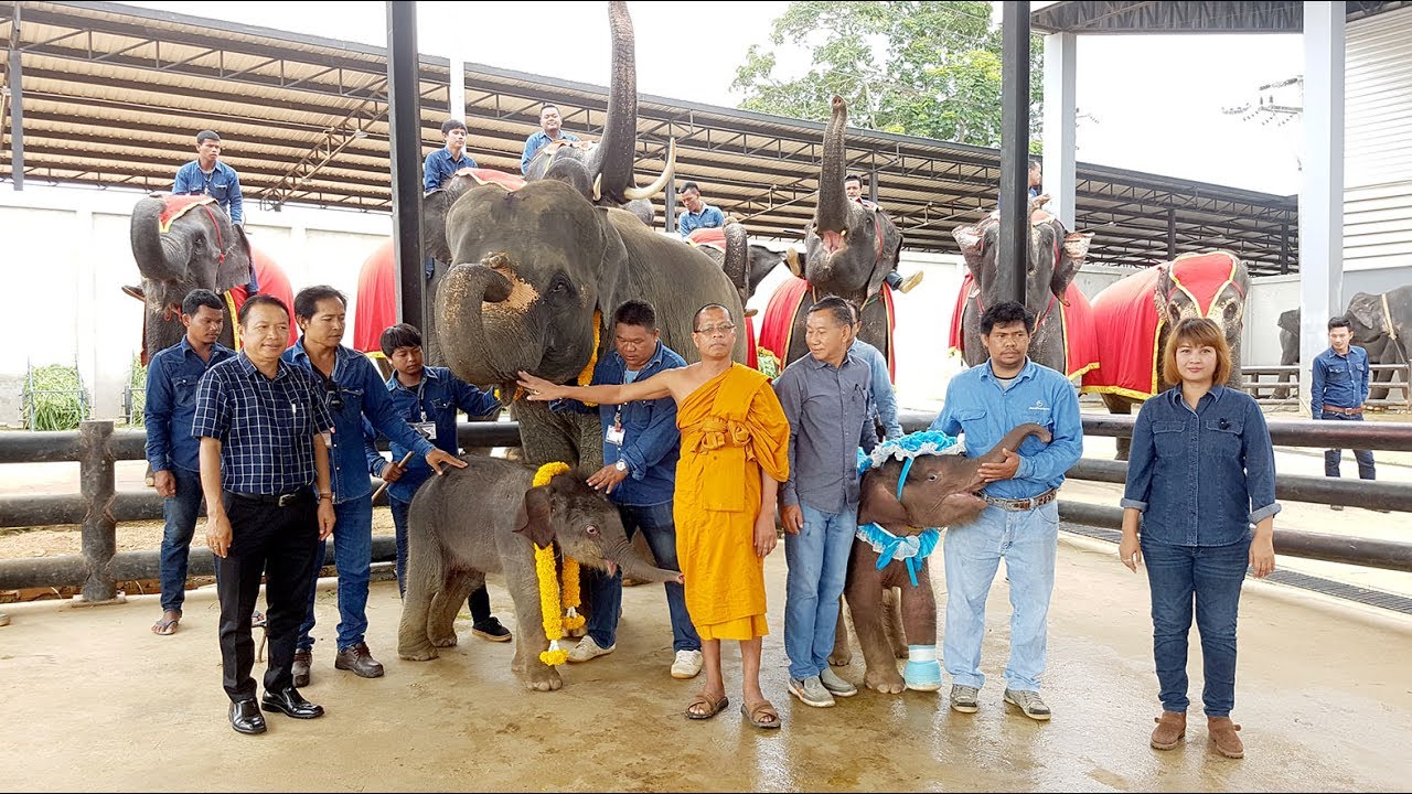 ปีทอง..สวนนงนุชพัทยา ช้างตกลูกมากถึง 5 เชือก รอเบ่งท้องอีก 7 เชือก