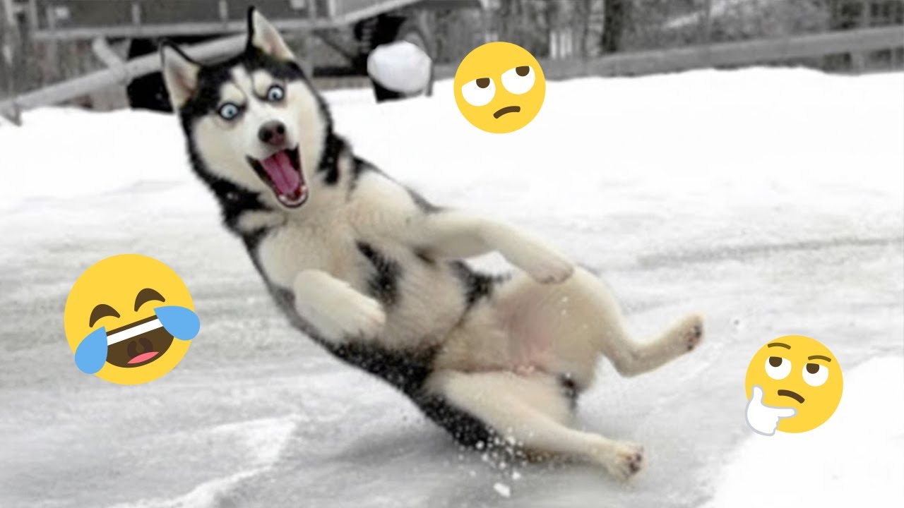 Смешная подборка видео с собаками – Лучшие видео с собаками 2025 года 🐕🤣 #46