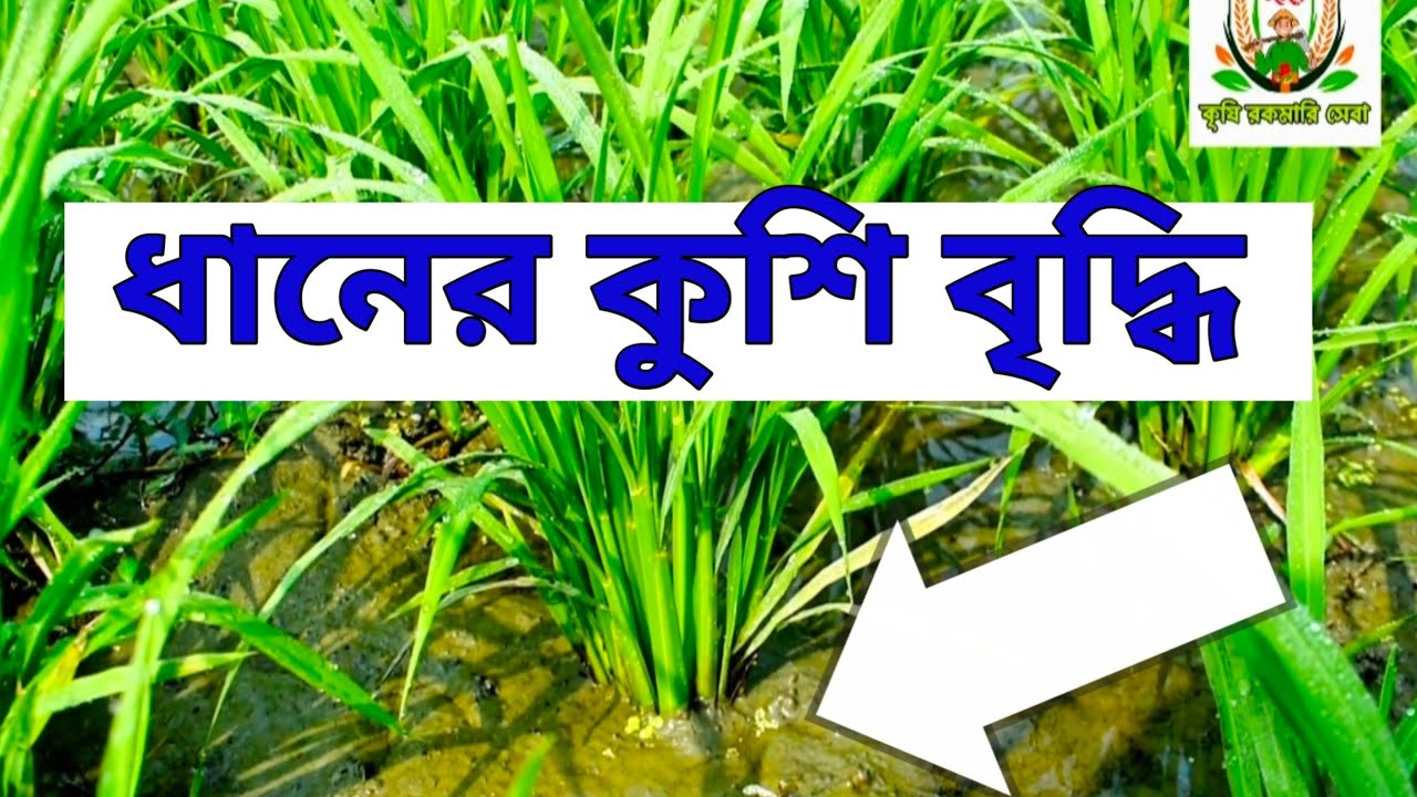 ধানের কুশি বা পাশকাঠি বাড়ানোর উপায় || How to grow in rich