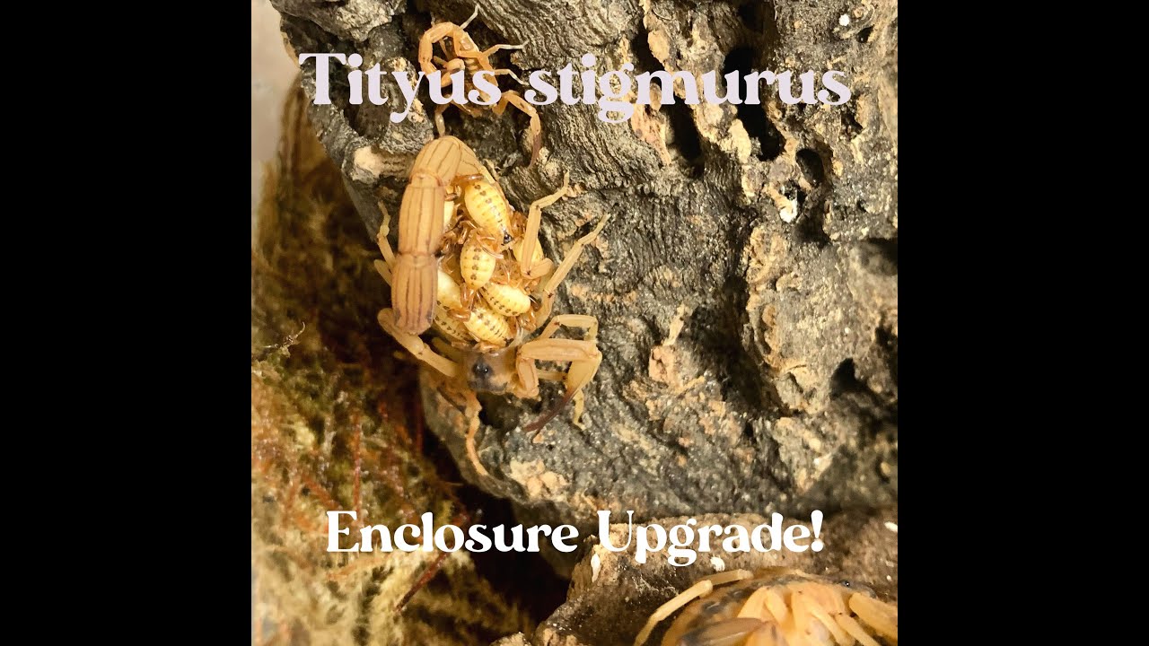 Tityus stigmurus enclosure upgrade