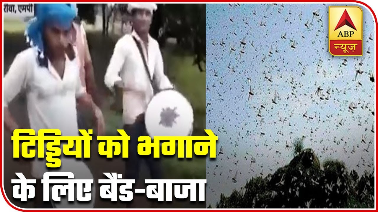 Rewa: Local Administration Calls Band To Fend Off Locusts | ABP News