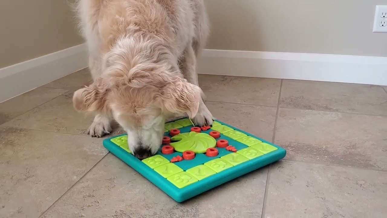 Old Dog Eating Breakfast From Outward Hound Puzzle Toy - English Cream Golden Retriever