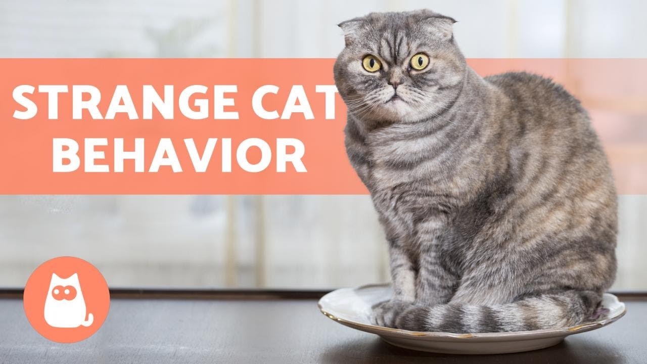 10 STRANGE CAT BEHAVIORS 🐱 Does Your Cat Do Them?