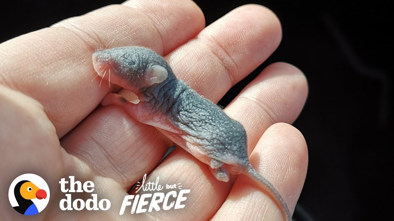 Watch The Teeniest Baby Deer Mice Grow Up In 30-Day Time-lapse | The Dodo Little But Fierce