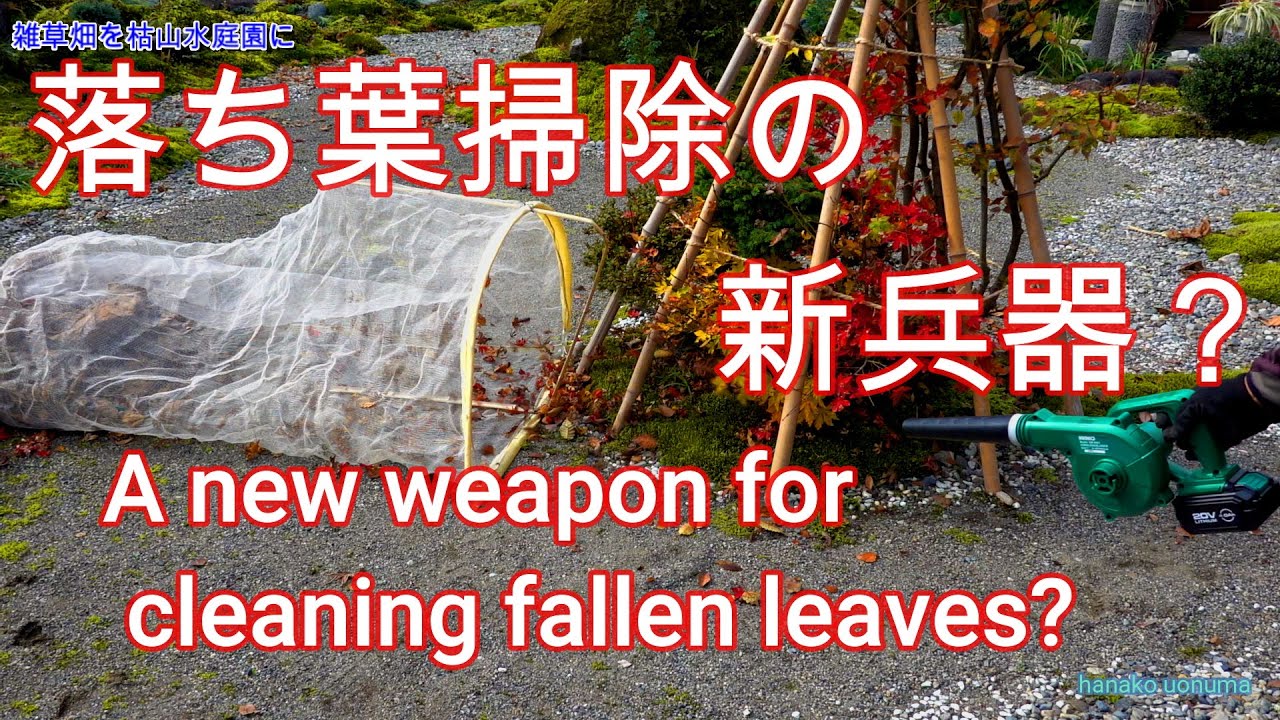 落ち葉掃除の新兵器？ A new weapon for cleaning fallen leaves? 苔庭 DIY 雑草畑を枯山水庭園にVer-27 KIMO 20V ブロワ 充電式ブロワ