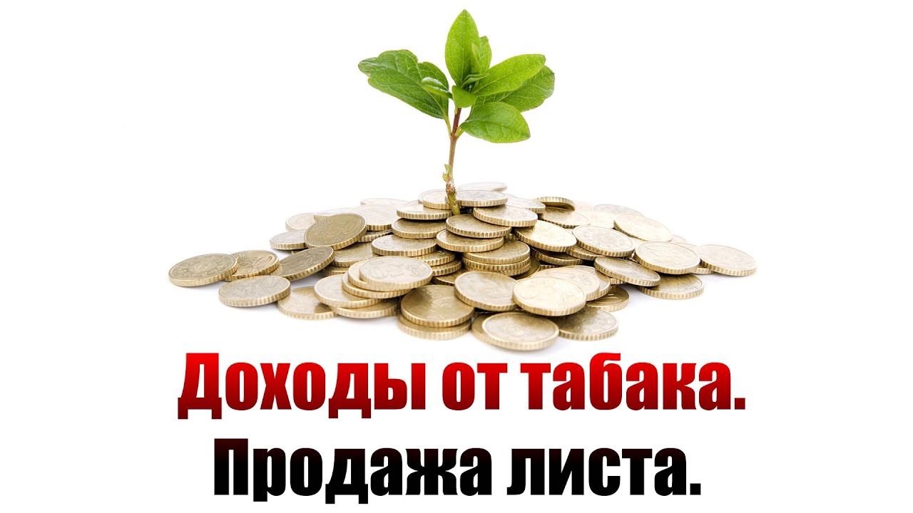 Выращивание табака. Доходы от табака. Продажа листа.
