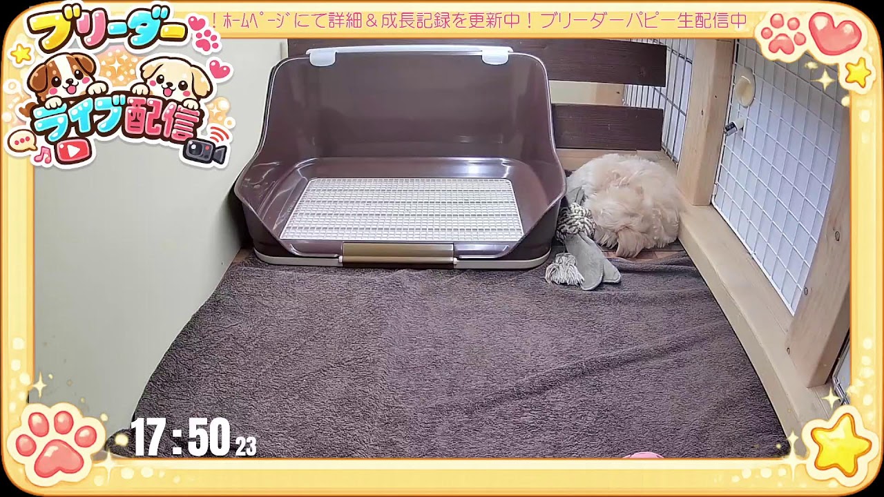 【デビュー 生配信】マルプー 子犬 65日齢 【2026/3/18】
