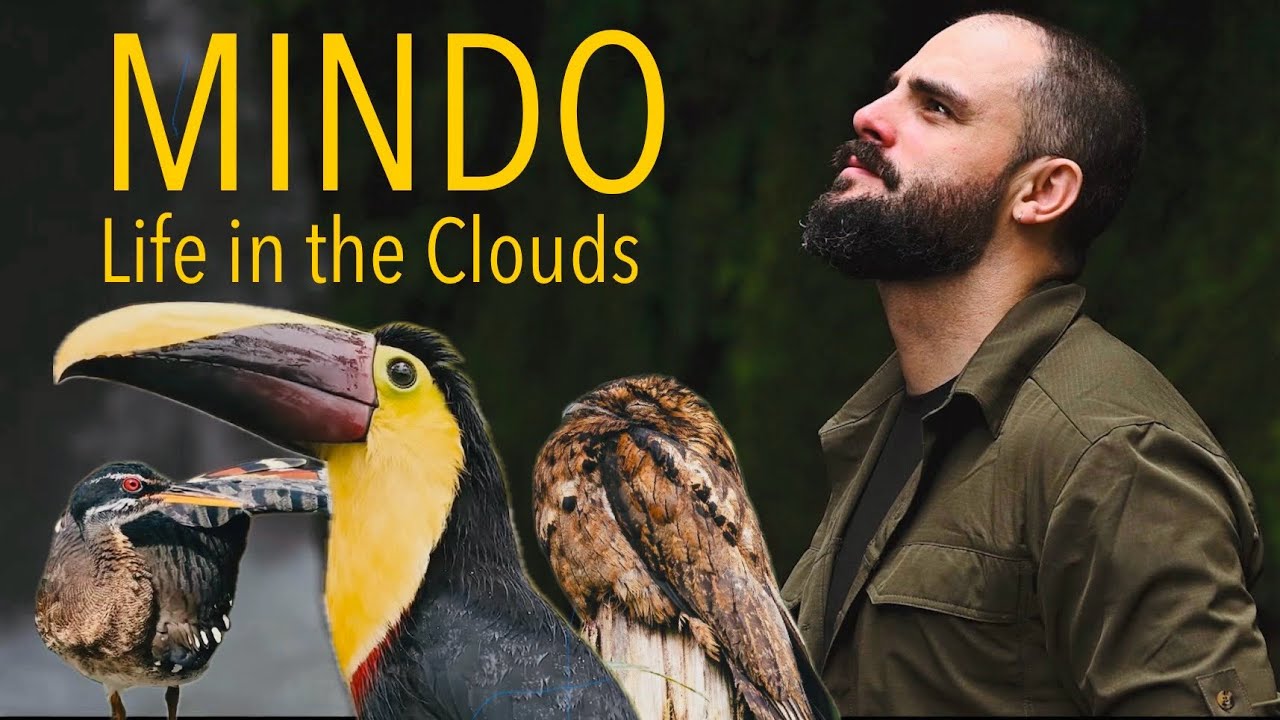 Mindo - Life in the Clouds | Birdwatching & Wildlife in Ecuador