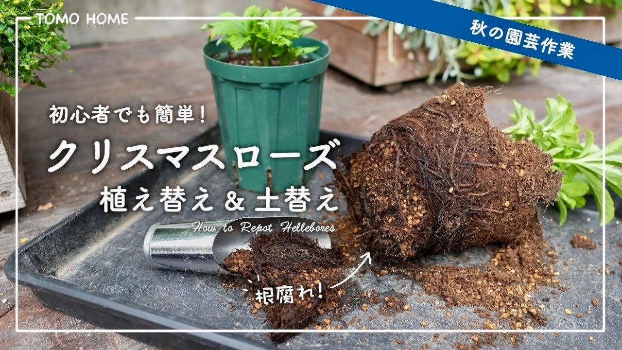 夏の傷みをリフレッシュ！クリスマスローズ植え替えと土替えの方法