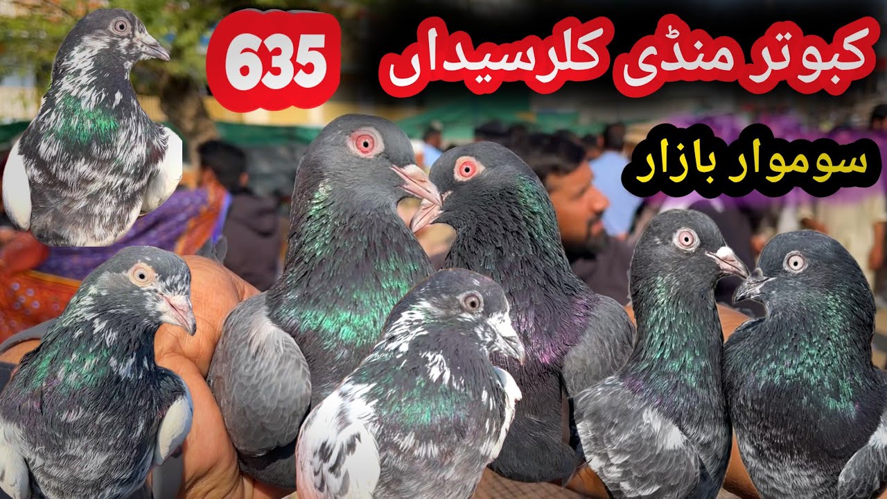 635 | Kallar Syedan Kabootar Mandi | Today 2/16/2026 | Latest Update High Flyer Pigeon Market Price 