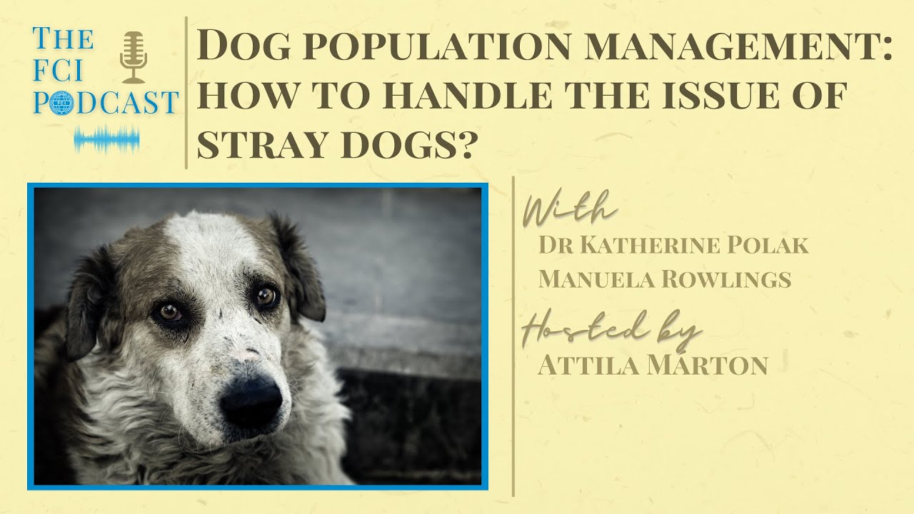 Dog population management: how to handle the issue of stray dogs? - The FCI Podcast