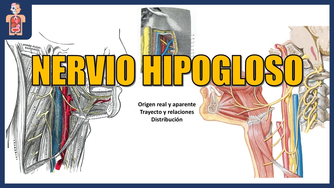 NEUROANATOMÍA - HIPOGLOSO (ORIGEN REAL Y APARENTE, TRAYECTO, RELACIONES Y DISTRIBUCIÓN)