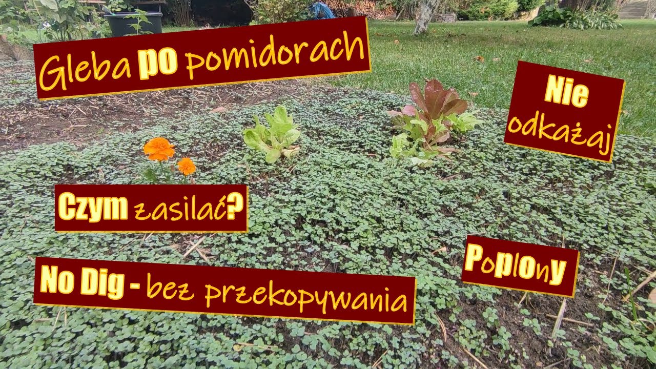 Ziemia po pomidorach. Jak przygotować glebę do kolejnego sezonu No Dig? Poplony i ści&oacute;łkowanie.