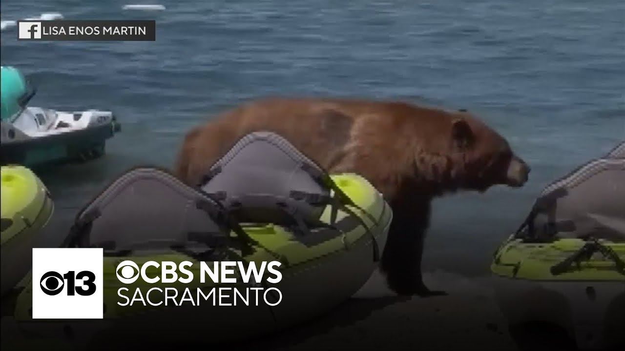 Video shows bear strolling across crowded Lake Tahoe beach
