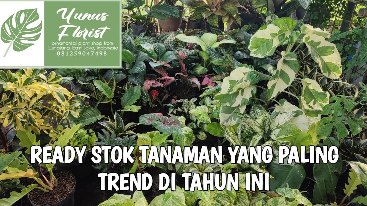 Ready lagi tanaman hias terbaru diyunus florist.  081259047498