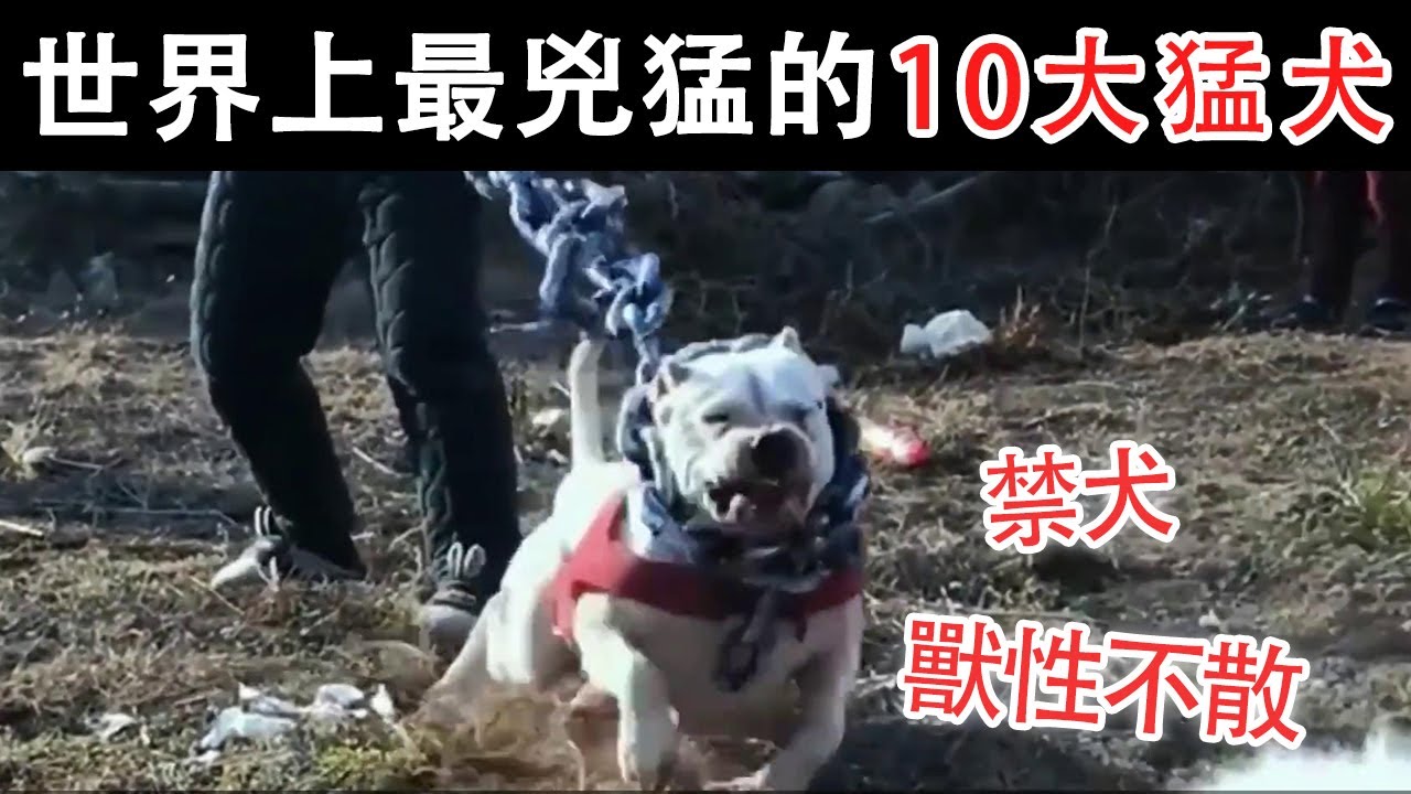 世界上最兇猛的10大猛犬，很多狗獸性不散，有著極強的攻擊性【黑土日記】