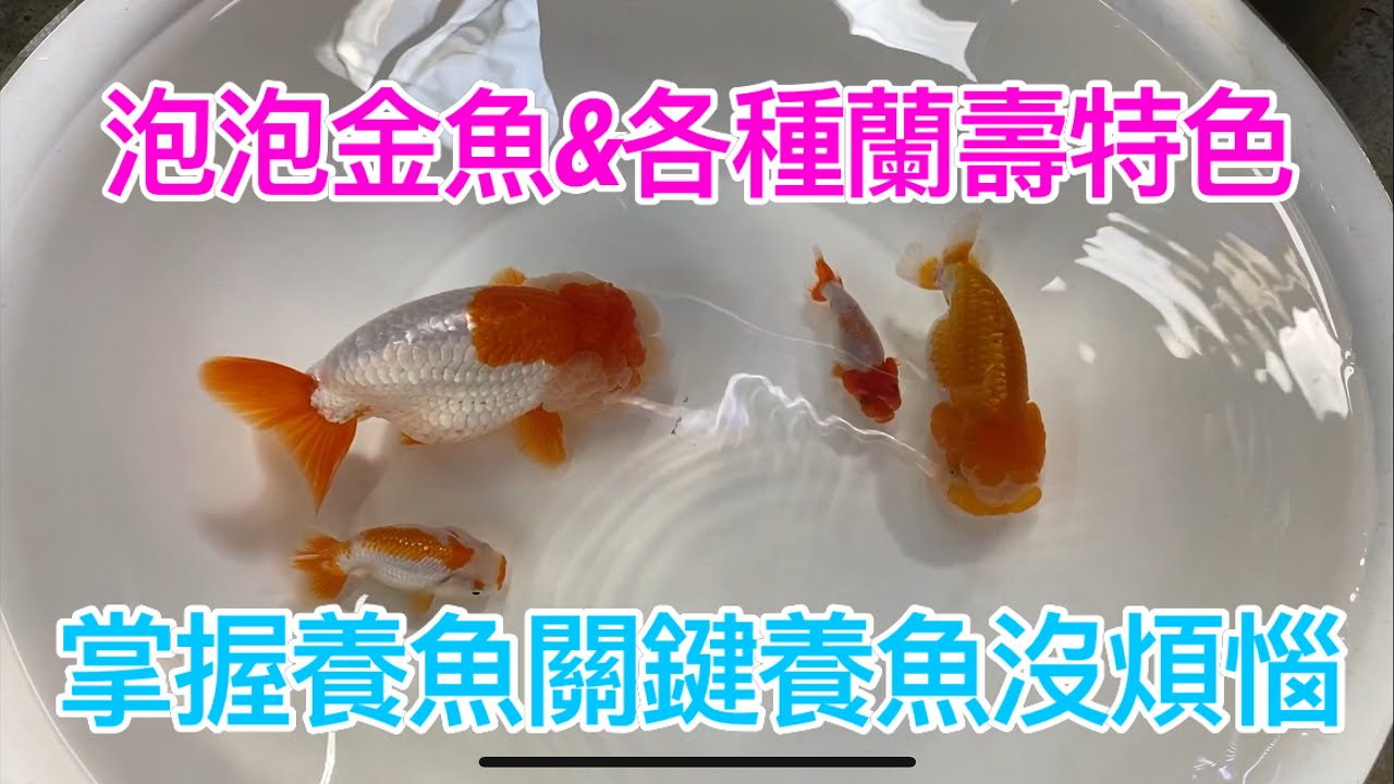 金魚特輯-超可愛泡泡金魚＆紅白五花黑蘭壽特色,帶你走入呆呆的蘭壽世界，還有中國風金魚專賣店老闆輕鬆養魚方式,讓你的魚不再跟你說掰掰