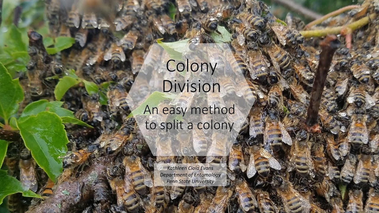 Colony Division: An Easy method to Split a Colony