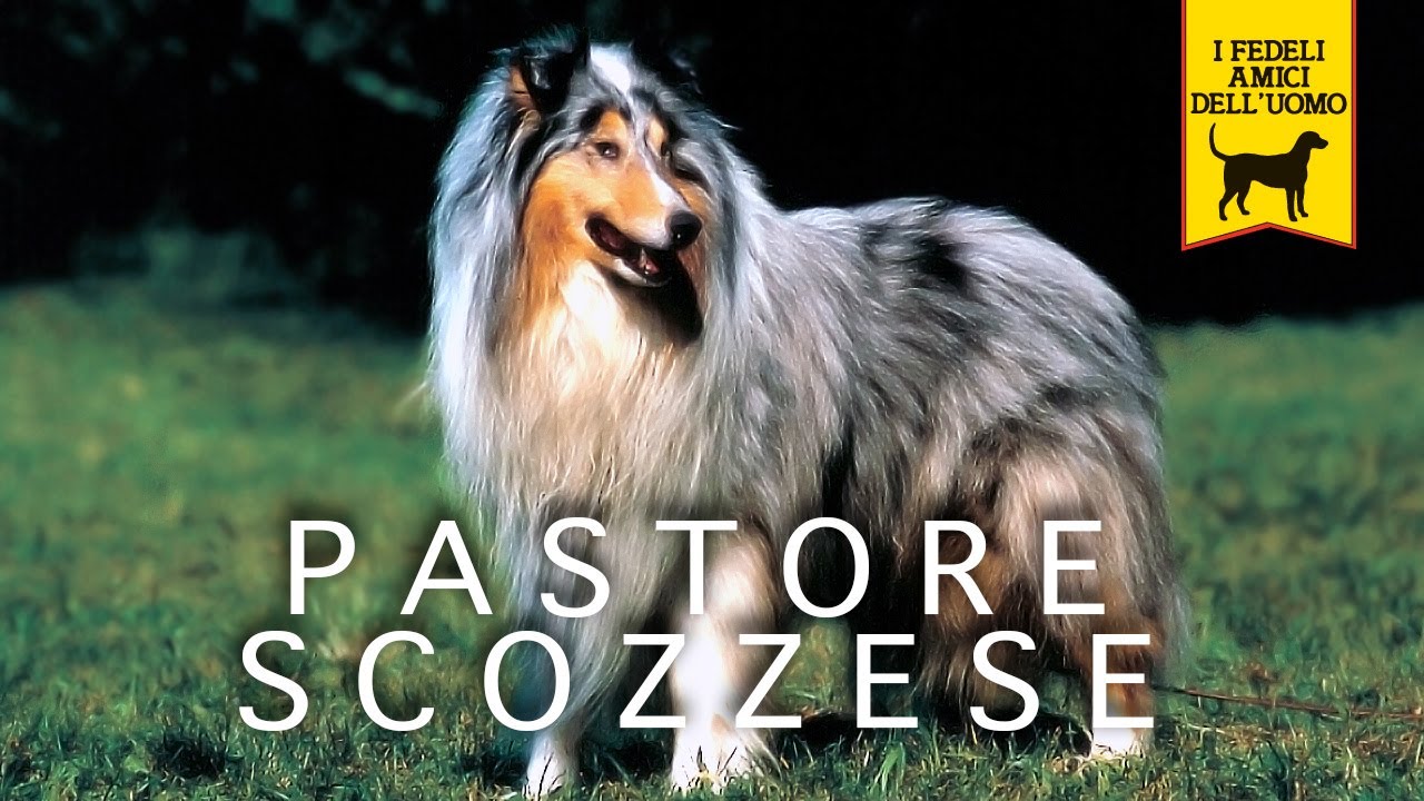 PASTORE SCOZZESE trailer documentario