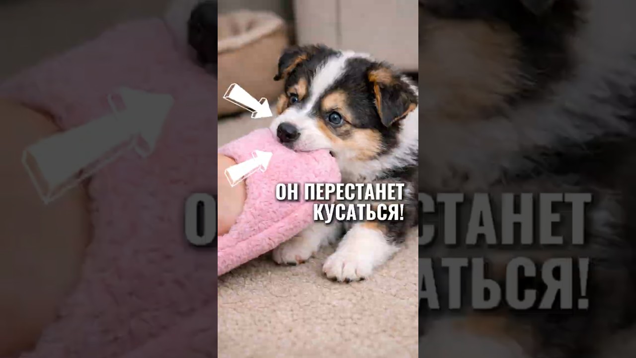 Вся правда про ПОКУСЫ СОБАКОЙ от кинолога #животные #собака