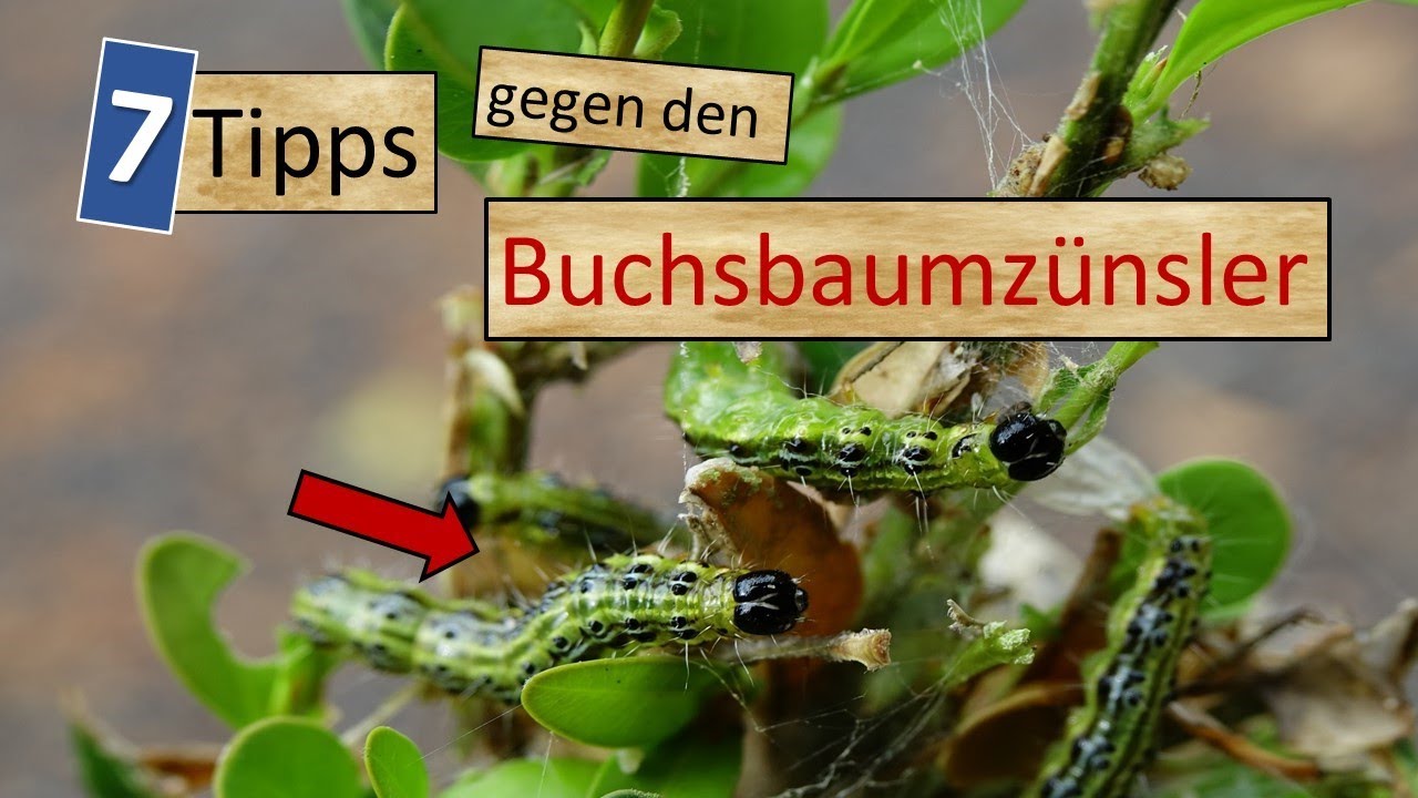 7 Tipps gegen den Buchsbaumzünsler 🐛🦋- So werdet ihr ihn wieder los
