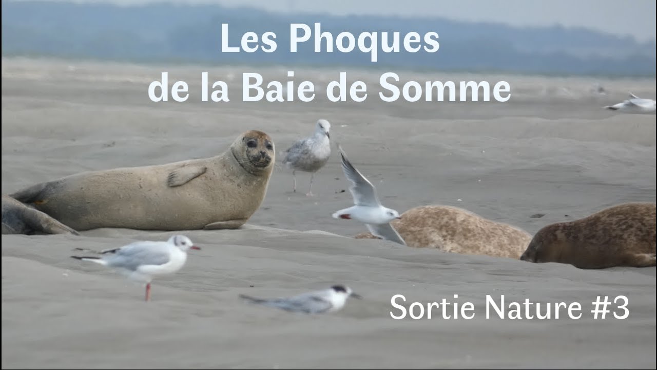 Les Phoques de la Baie Somme