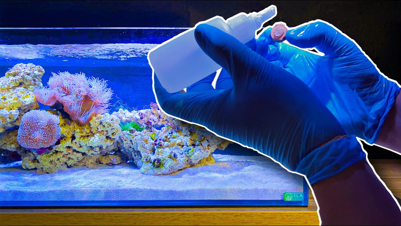 Making a Zoa Garden in my Shallow Coral Reef Tank