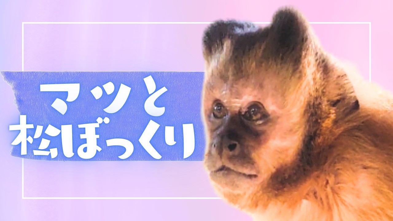 【大牟田市動物園】マツ松ぼっくり #capuchin　確認用