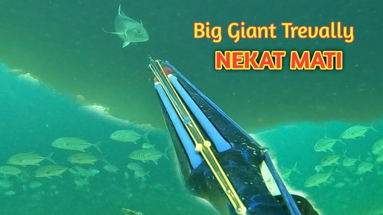Giant Trevally & KING MACKEREL selalu jinak di spot ini || SPEARFIAHING INDONESIA
