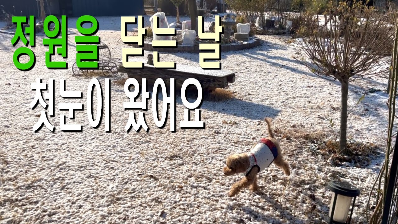 첫눈 오기 전 먼나무와 수국은 월동을 끝냈고 ,식물들은 실내로 들였어요. 