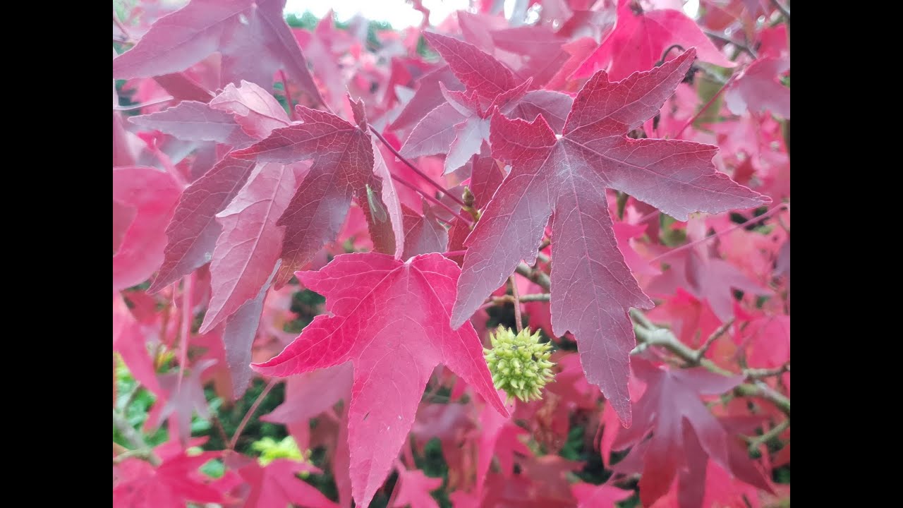 Amerikai ámbrafa (Liquidambar styraciflua) - videó képekben