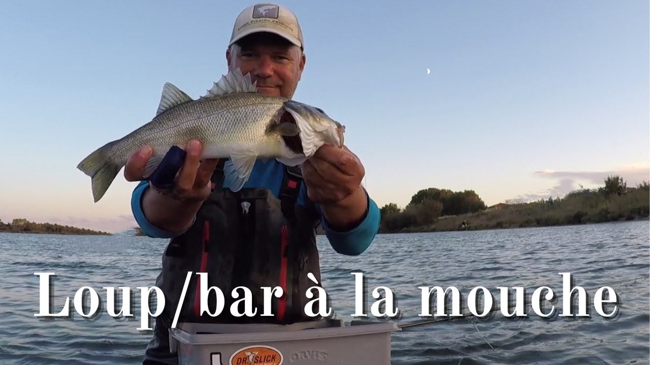 Loup (Bar) à la mouche en Camargue – premières attaques d’automne