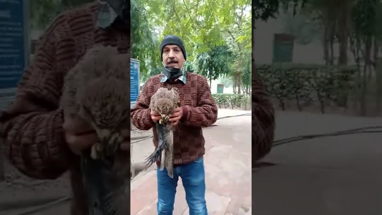 UDGAM.  the beginning(NGO) bird rescue operation(3)