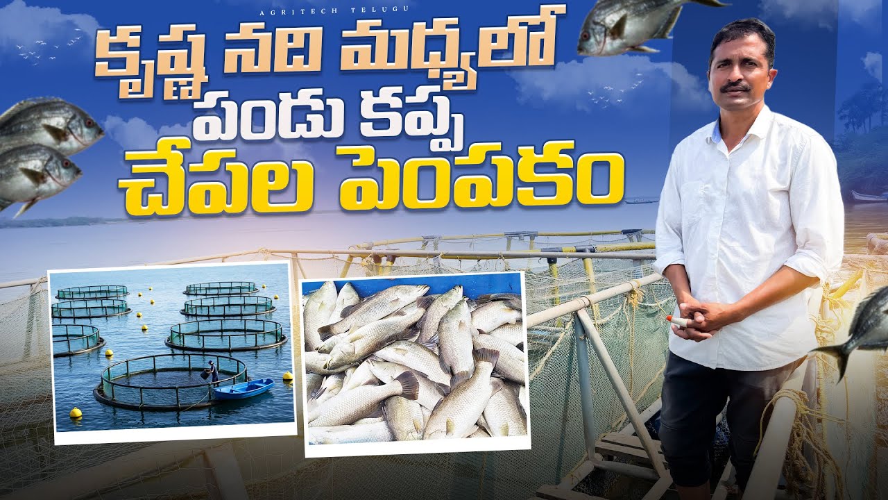 కృష్ణా నది లో చేపల పెంపకం | Fish Farming in Krishna River | Cage Culture in Rivers | AgriTech Telugu