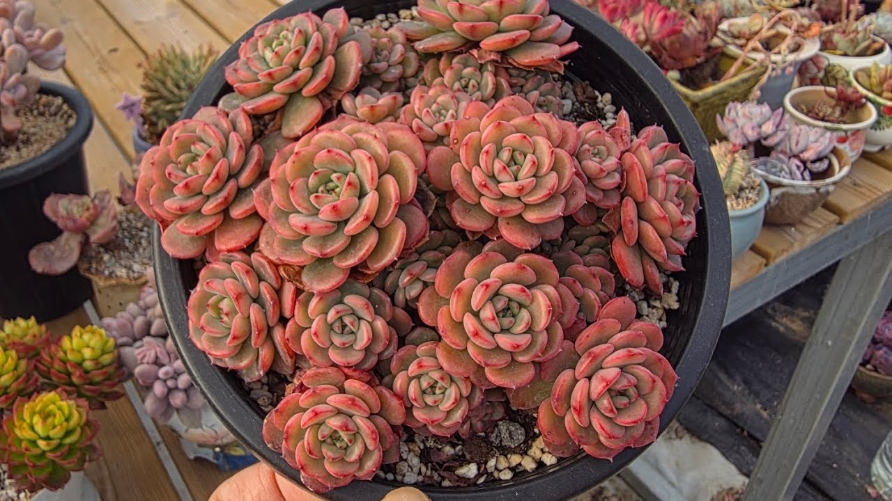 26년3월 7일 오랜만에 하우스왔어요!#succulent #다육이 # 행복한드라이버 #개인하우스 