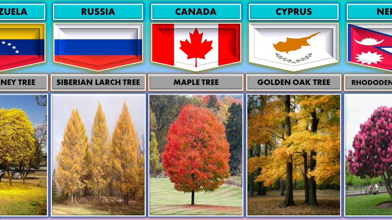 National Trees of Different Countries