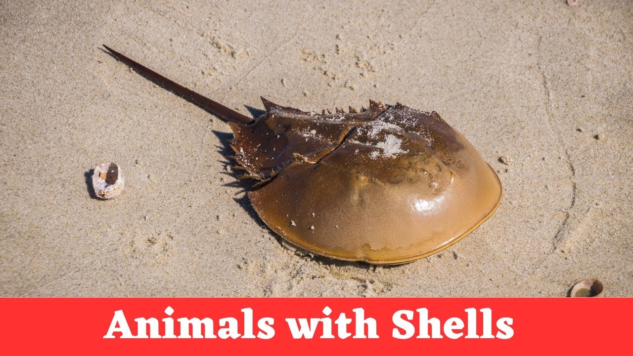 ANIMALS WITH SHELLS for Kids || Exploring 20 Animals with Shells for Kids