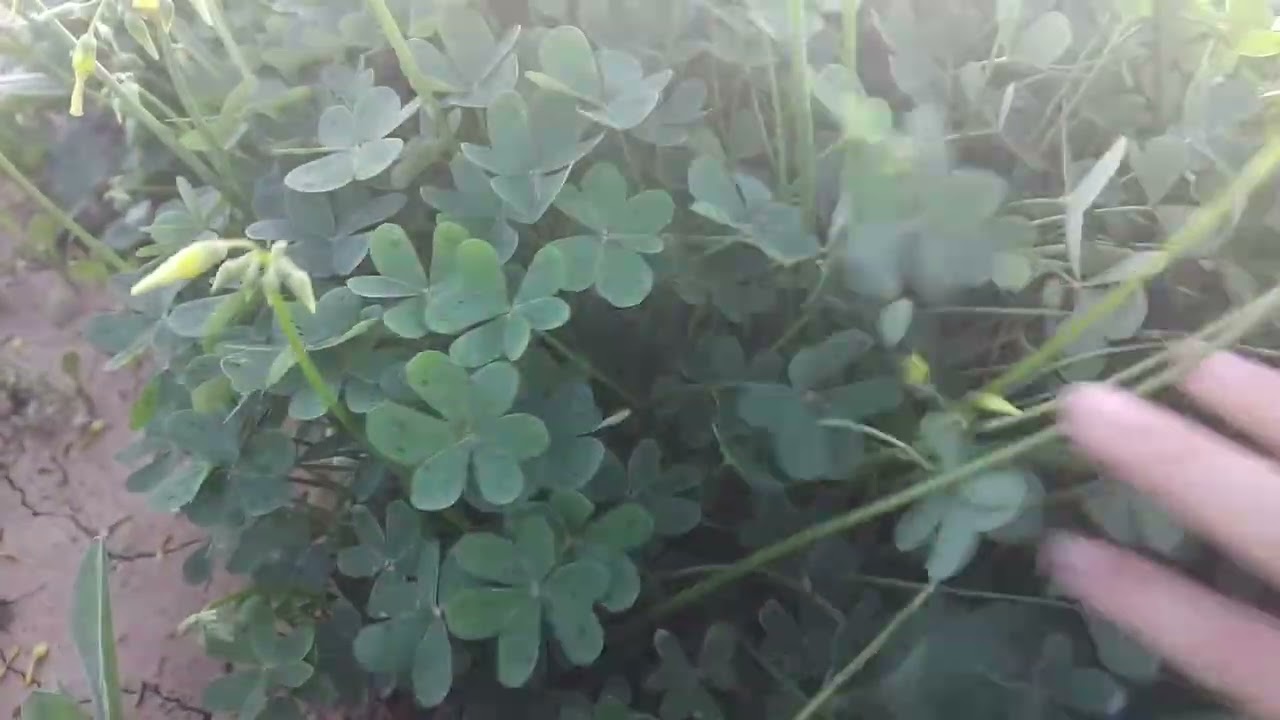 Asmr #اي_اس_ام_ار  مغربي جولة رائعة في الطبيعة🌿💚🥰