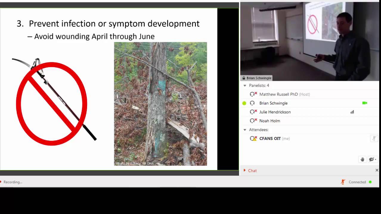 Oak Wilt versus Bur Oak Blight