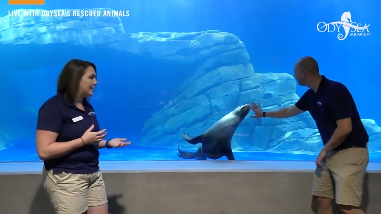Behind the Scenes with our Rescued Animals