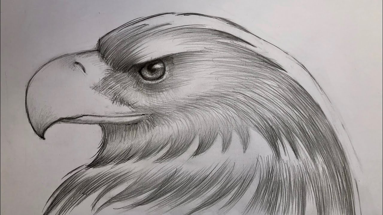 #tutorial come #disegnare un’ #aquila. Parte II
