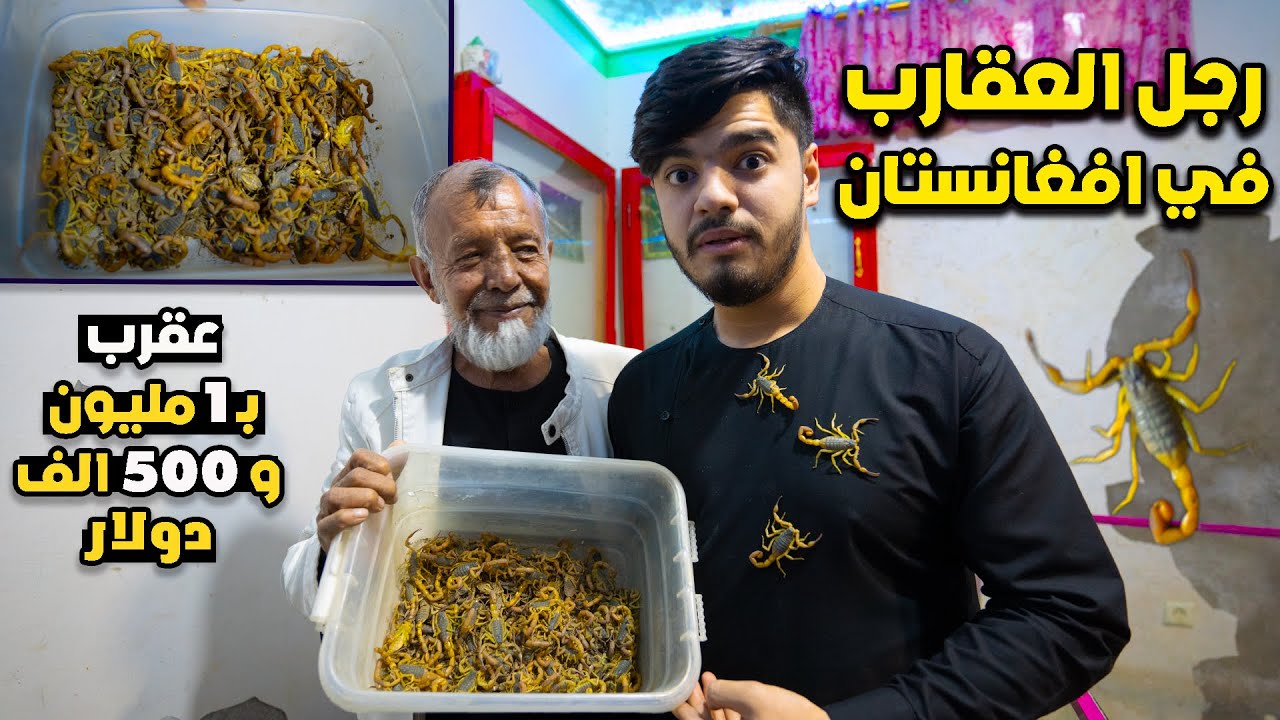اخطر رجل عايش مع 50 الف عقرب سم قاتل🦂 في افغانستان | men live with 50 thousand scorpions