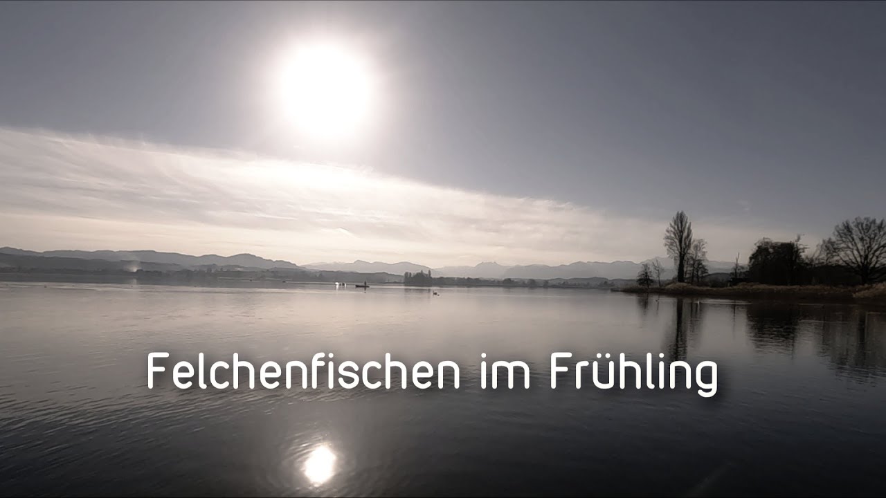 Felchenfischen im Fr&uuml;hling - iCatchFish #Greifensee #Renken #Felchen #icatchfish