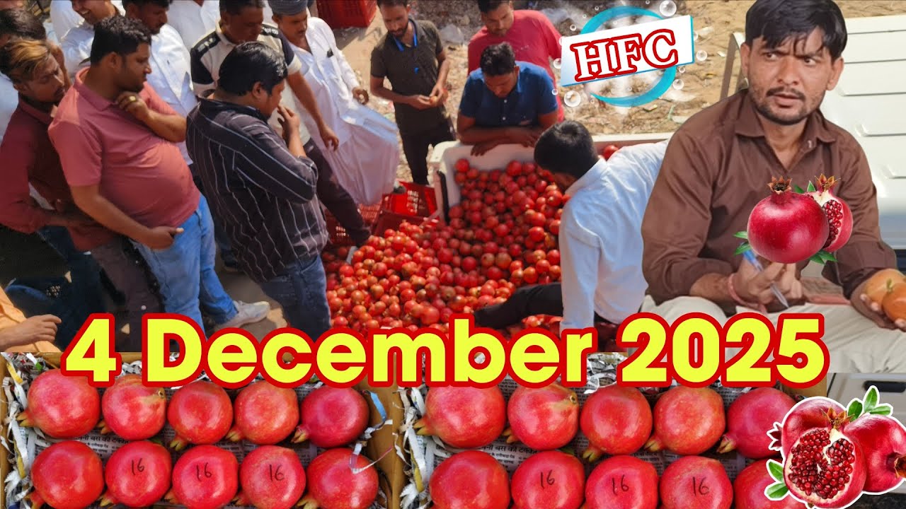 4 December Mandi Auction – आज अनार के क्या चले रेट? #pomegranate #viralvideo #youtubevideo #1
