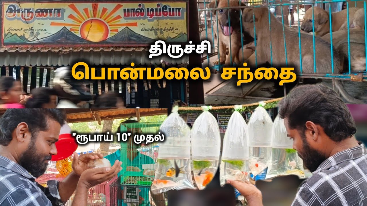 Ponmalai santhai Trichy| பொன்மலை சந்தை | Trichy pet market #trichy #biketravel #tamilvlogger 