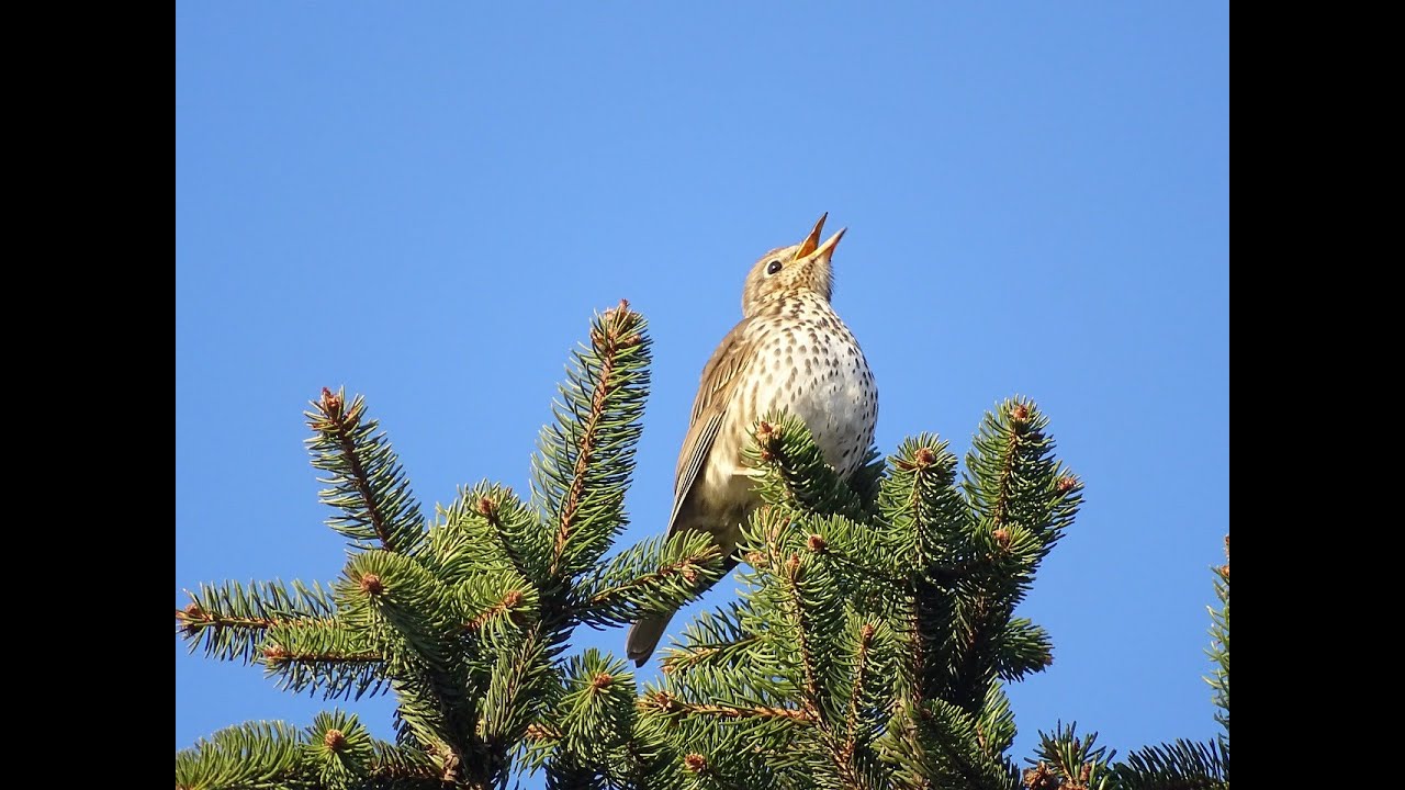 Song Thrush sings in a great voice, 1 hour of relaxation.