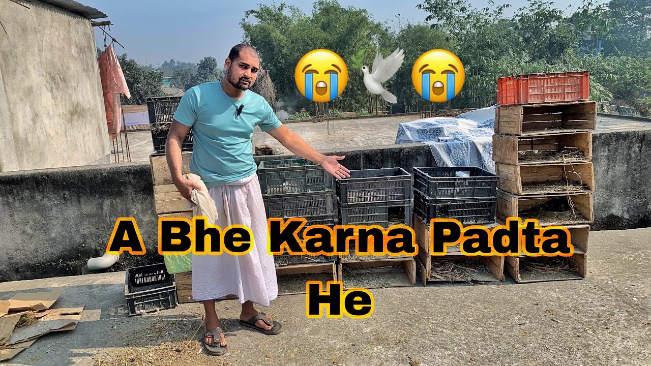Kabutar video|| pigeon vlogs !!Kabutar Care Kaise Kare | Pigeon Care for Beginners #pigeon #kabutar