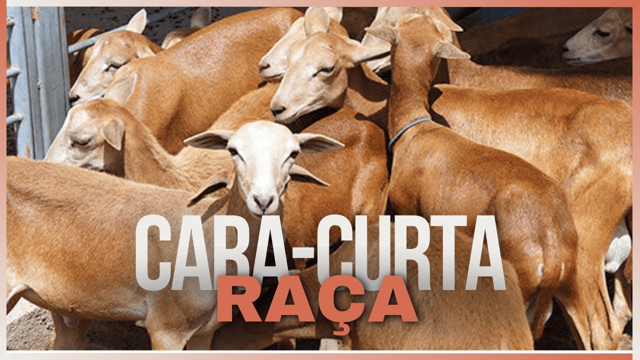 Conheça a Raça de Ovinos Cabugi: O Tesouro do Sertão Brasileiro!